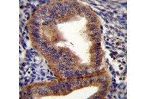 Cyclin B1 antibody immunohistochemistry analysis in formalin fixed and paraffin embedded human uterus tissue.