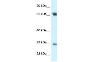Western Blot showing SPC25 antibody used at a concentration of 1 ug/ml against 721_B Cell Lysate (SPC25 anticorps  (Middle Region))