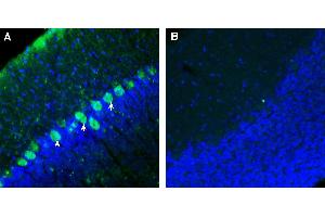 Expression of Contactin-2 in rat cerebellum. (CNTN2 anticorps  (Extracellular))