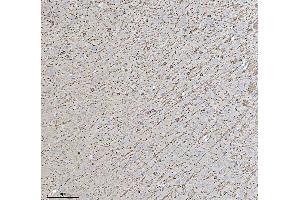 IHC analysis of CNPase/CNP using anti-CNPase/CNP antibody (ABIN7599377).