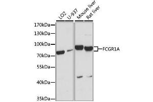 Western blot analysis of extracts of various cell lines, using FCGR1A antibody.