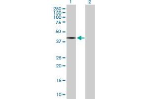 Western Blot analysis of TFB1M expression in transfected 293T cell line by TFB1M MaxPab polyclonal antibody.