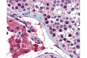 Anti-GNAQ antibody IHC of human testis.