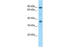 WB Suggested Anti-Hsp90aa1 Antibody Titration: 1.