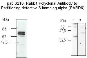 Image no. 2 for anti-Par-6 Partitioning Defective 6 Homolog beta (PARD6B) (N-Term) antibody (ABIN347091) (PARD6B anticorps  (N-Term))