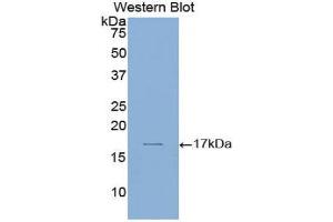 Western Blotting (WB) image for anti-Laminin, alpha 1 (LAMA1) (AA 2613-2746) antibody (ABIN1859595) (Laminin alpha 1 anticorps  (AA 2613-2746))
