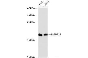 Western blot analysis of extracts of various cell lines using MRPS28 Polyclonal Antibody at dilution of 1:3000. (MRPS28 anticorps)
