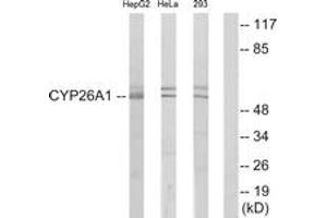 Western blot analysis of extracts from HepG2/HeLa/293 cells, using Cytochrome P450 26A1 Antibody. (CYP26A1 anticorps  (AA 251-300))