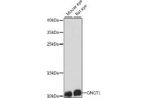 Western blot analysis of extracts of various cell lines, using GNGT1 antibody (ABIN7267288) at 1:1000 dilution. (GNGT1 anticorps  (AA 1-45))