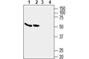 Western blot analysis of human MCF-7 breast adenocarcinoma cell lysates (lanes 1 and 3) and human Caco-2 colon adenocarcinoma cell lysates (lanes 2 and 4): - 1,2. (SLC2A5 anticorps  (C-Term, Intracellular))