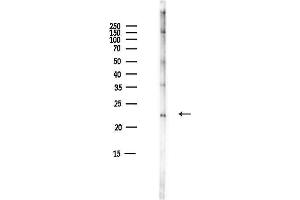 Western blot analysis of lysates from Mouse liver, using KCNM Antibody at 1/1000 dilution.