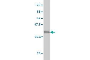 Western Blot detection against Immunogen (36.