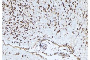 ABIN6273339 at 1/100 staining Mouse brain tissue by IHC-P. (PLAUR anticorps  (Internal Region))