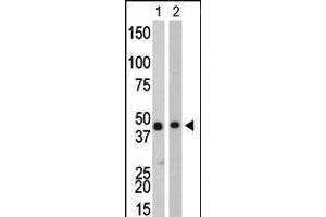 Antibody is used in Western blot to detect CKB in Y79 cell lysate (Lane 1) and mouse colon tissue lysate (Lane 2). (CKB anticorps  (C-Term))