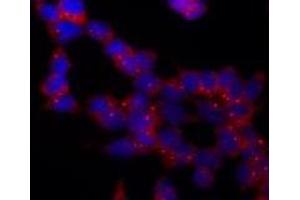 Immunofluorescence (IF) image for anti-Tubulin, gamma 1 (TUBG1) (AA 434-449), (C-Term) antibody (ABIN238522) (TUBG1 anticorps  (C-Term))
