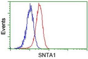 Image no. 5 for anti-Syntrophin, alpha 1 (Dystrophin-Associated Protein A1, 59kDa, Acidic Component) (SNTA1) antibody (ABIN1501028)