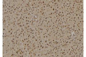 ABIN6277024 at 1/100 staining Rat liver tissue by IHC-P. (RPS27A anticorps  (Internal Region))