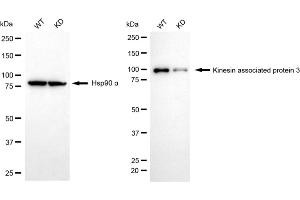Western blotting analysis using kinesin associated protein 3 antibody (ABIN7799199). (Recombinant KIFAP3 anticorps)