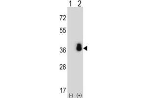 Western Blotting (WB) image for anti-serine/arginine-Rich Splicing Factor 1 (SRSF1) antibody (ABIN3002837) (SRSF1 anticorps)