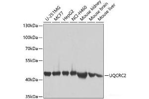 Western blot analysis of extracts of various cell lines using UQCRC2 Polyclonal Antibody at dilution of 1:1000. (UQCRC2 anticorps)