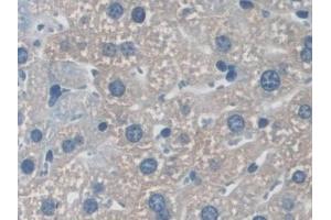 Detection of NXN in Mouse Liver Tissue using Polyclonal Antibody to Nucleoredoxin (NXN) (NXN anticorps  (AA 167-435))