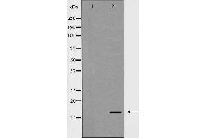 Western blot analysis of Mouse heart lysate, using NDUFA13 Antibody. (NDUFA13 anticorps  (N-Term))