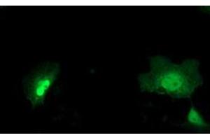 Anti-NEU2 mouse monoclonal antibody (ABIN2454580) immunofluorescent staining of COS7 cells transiently transfected by pCMV6-ENTRY NEU2 (RC219858). (NEU2 anticorps)