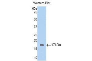 Western Blotting (WB) image for anti-Tryptase gamma 1 (TPSG1) (AA 99-244) antibody (ABIN1176188) (TPSG1 anticorps  (AA 99-244))
