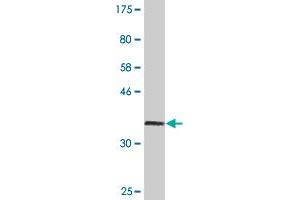 Western Blot detection against Immunogen (36.
