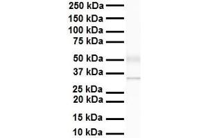 WB Suggested Anti-Arih2 antibody Titration: 1 ug/mL Sample Type: Human heart