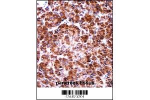 USO1 Antibody immunohistochemistry analysis in formalin fixed and paraffin embedded human pancreas tissue followed by peroxidase conjugation of the secondary antibody and DAB staining. (USO1 anticorps  (C-Term))