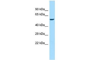 Host: Rabbit Target Name: Amy1a Sample Type: Rat Heart lysates Antibody Dilution: 1. (AMY1A anticorps  (Middle Region))