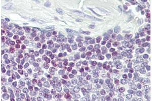 Anti-ELF1 antibody IHC staining of human spleen. (ELF1 anticorps  (AA 142-191))