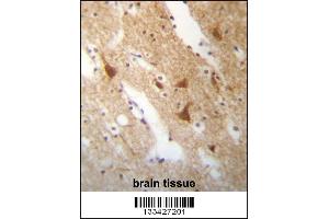 ELAVL3 Antibody immunohistochemistry analysis in formalin fixed and paraffin embedded human brain tissue followed by peroxidase conjugation of the secondary antibody and DAB staining. (HuC/ELAVL3 anticorps  (N-Term))