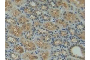 Detection of HSP90aA1 in Human Kidney Tissue using Polyclonal Antibody to Heat Shock Protein 90 kDa Alpha A1 (HSP90aA1)