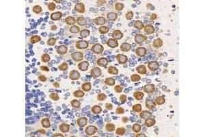 Immunohistochemistry analysis of paraffin-embedded rat cerebellum using,PNG (ABIN7075269) at dilution of 1: 3200