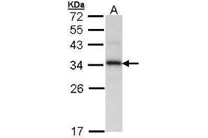 WB Image Sample (30 ug of whole cell lysate) A: H1299 12% SDS PAGE antibody diluted at 1:1000 (PPIE anticorps)