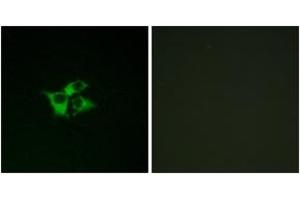 Immunofluorescence analysis of COS7 cells, using EDNRA Antibody.