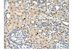 Immunohistochemistry (IHC) image for anti-Transmembrane Protein 30A (TMEM30A) (Middle Region) antibody (ABIN2782953)