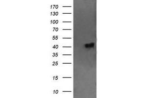 Image no. 3 for anti-Chromosome 2 Open Reading Frame 62 (C2orf62) antibody (ABIN1497053) (C2orf62 anticorps)