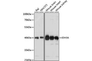 Western blot analysis of extracts of various cell lines, using IDH3A antibody (ABIN7268029) at 1:1000 dilution. (IDH3A anticorps  (AA 28-366))