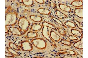 IHC image of ABIN7142316 diluted at 1:700 and staining in paraffin-embedded human kidney tissue performed on a Leica BondTM system. (ACAA2 anticorps  (AA 188-257))