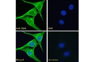 ABIN2613419 Immunofluorescence analysis of paraformaldehyde fixed NIH3T3 cells, permeabilized with 0. (EEA1 anticorps  (AA 821-835))