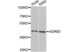 Western blot analysis of extracts of various cell lines, using ADRB3 antibody (ABIN5995980) at 1/1000 dilution. (ADRB3 anticorps)