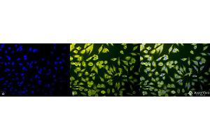 Immunocytochemistry/Immunofluorescence analysis using Rabbit Anti-Calnexin-CT Polyclonal Antibody .