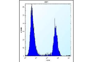 anti-Pleiotrophin (PTN) (AA 127-154), (C-Term) antibody