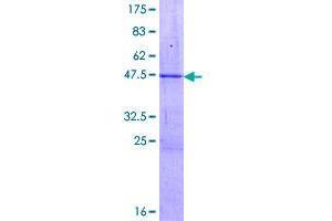 Image no. 1 for Zinc Finger and SCAN Domain Containing 1 (ZSCAN1) (AA 1-178) protein (GST tag) (ABIN1326522)