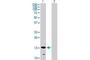 Western Blot analysis of GALNT3 expression in transfected 293T cell line by GALNT3 MaxPab polyclonal antibody. (GALNT3 anticorps  (AA 1-141))