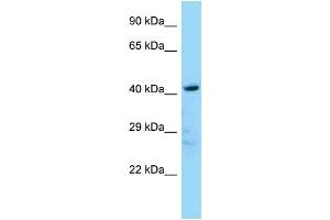WB Suggested Anti-Ldb2 Antibody Titration: 1. (LIM Domain Binding 2 Protein anticorps  (N-Term))
