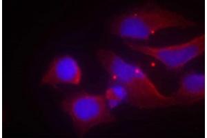 Immunofluorescence staining of methanol-fixed Hela cells using NMDAR2B(phospho-Tyr1474) antibody. (GRIN2B anticorps  (pTyr1474))